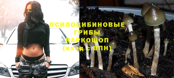 трава Карпинск
